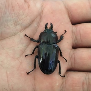 ニジイロクワガタ紫紺ブルー  ブルー血統 ニジイロクワガタ紫紺ブルー ブルー血統