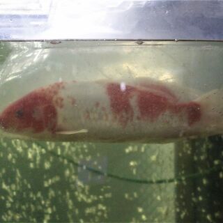 鹿の子柄 変わり鯉 38cm±