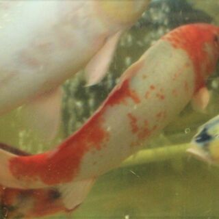その他 鹿の子柄 変わり鯉 38cm±