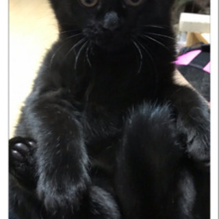 家族全て決まりました 桐山 直子 大垣の猫の里親募集 ジモティー