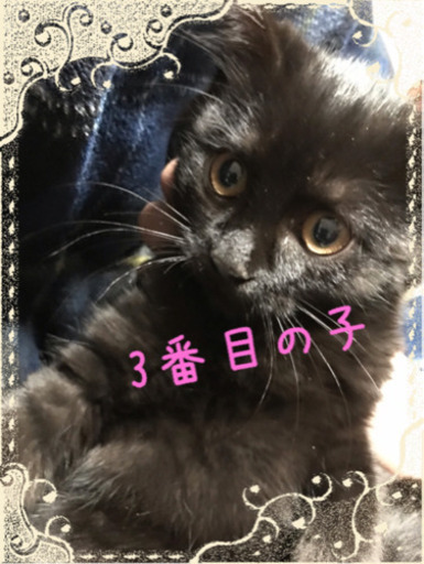 家族全て決まりました 桐山 直子 大垣の猫の里親募集 ジモティー