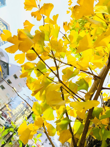 Lineママ友グループ 参加してくれる方募集 ろびん 大阪のママ友のメンバー募集 無料掲載の掲示板 ジモティー