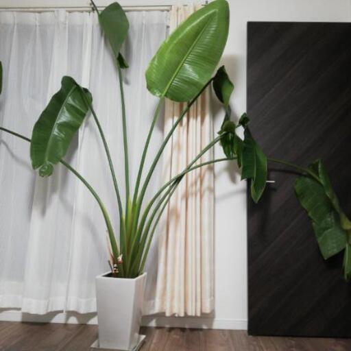 オーガスタ観葉植物 あいうえお 谷塚のその他の中古あげます 譲ります ジモティーで不用品の処分