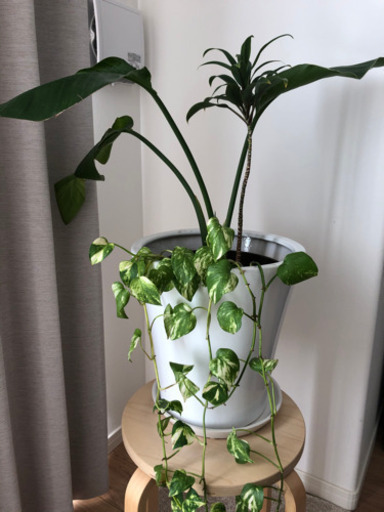 観葉植物⑩