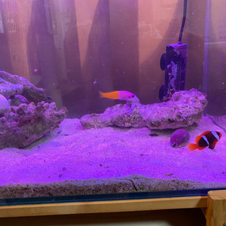 海水水槽セット 生体込み ハマクマノミ バイカラー 海水水槽セット 生体込み ハマクマノミ バイカラー