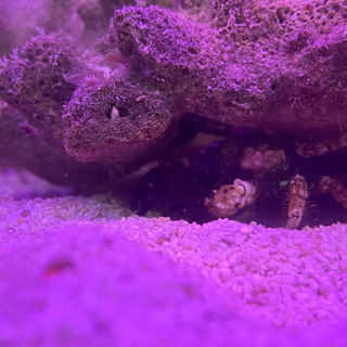 海水水槽セット 生体込み ハマクマノミ バイカラー