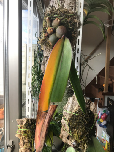 植物　バルボフィラムファレノプシス