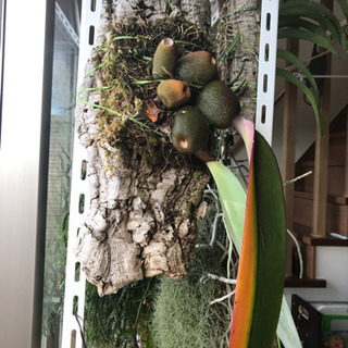 植物　バルボフィラムファレノプシス