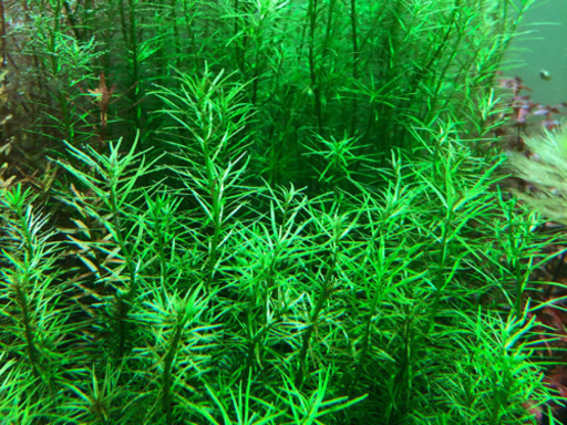 水草 ロタラナンセアン 10本 水草水槽 レイアウト水槽 ハル 迅速丁寧取引 亀岡のその他の中古あげます 譲ります ジモティーで不用品の処分 水草 ロタラナンセアン 10本 水草水槽 レイアウト水槽 ハル 迅速丁寧取引 亀岡のその他の中古あげます 譲ります ジモティーで不用品の処分