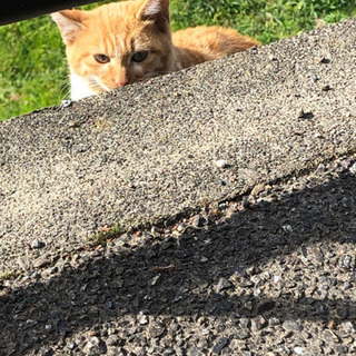 猫ちゃん里親募集 − 岐阜県