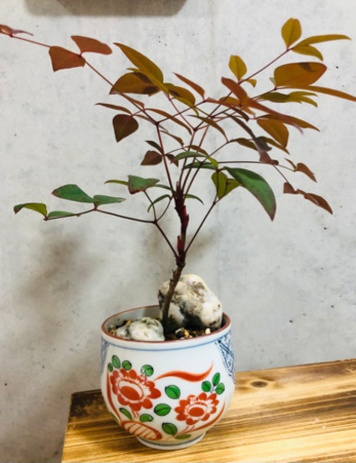 盆栽南天有田焼ミニ盆栽bonsai さぼてん 中板橋のその他の中古あげます 譲ります ジモティーで不用品の処分 盆栽南天有田焼ミニ盆栽bonsai さぼてん 中板橋のその他の中古あげます 譲ります ジモティーで不用品の処分
