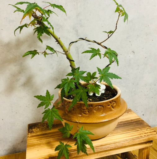 盆栽紅葉観葉植物 さぼてん 中板橋のその他の中古あげます 譲ります ジモティーで不用品の処分