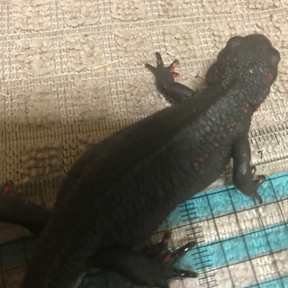 イモリくん 爬虫類マニア世界のイモリ必見