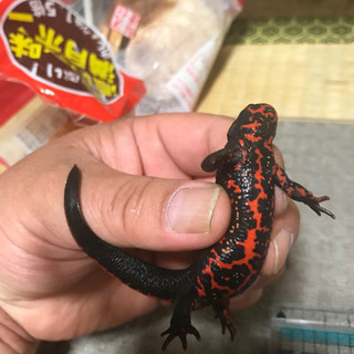 イモリくん　爬虫類マニア世界のイモリ必見 イモリくん 爬虫類マニア世界のイモリ必見