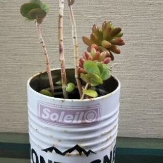 多肉植物差し上げます まろん プロフ必読 札幌のその他の中古あげます 譲ります ジモティーで不用品の処分