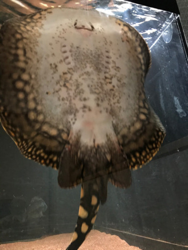 ダイヤモンドポルカHB 雄♂ 淡水エイ