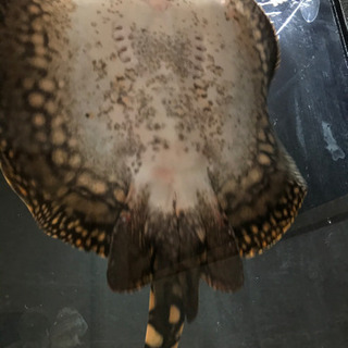 ダイヤモンドポルカHB 雄♂ 淡水エイ