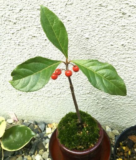 ミニ盆栽 ヤブコウジ 十両 苔 縁起物 陶鉢植え 12 30受け渡し完了 なめこふ 高槻のその他の中古あげます 譲ります ジモティーで不用品の処分