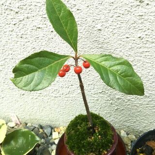 ミニ盆栽 ヤブコウジ(十両)+苔  縁起物 陶鉢植え(12/30...