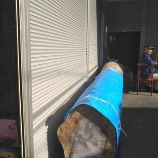 銀杏のイチョウノ木 値下げ