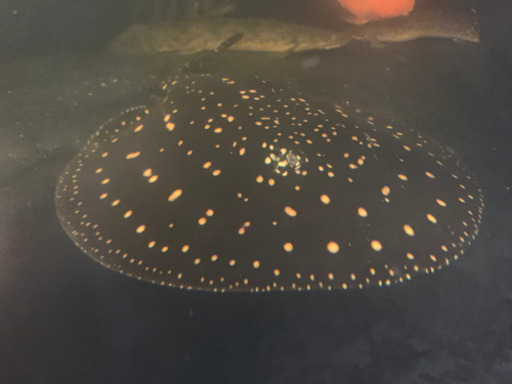 淡水エイ ダイヤモンドポルカ 水槽のお供に