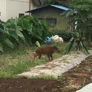 有害鳥獣駆除ボランティア関東周辺可🐗狩猟🦌イノシシ被害シカ被害等 - 手伝いたい/助けたい