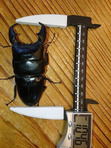 (完売御礼)スマトラオオヒラタ♂104.6㎜  一度使用ペア 各種カードペイペイなどお支払い可能です‼️