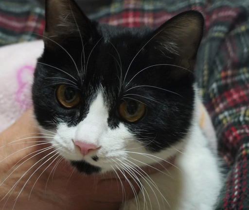 黒白のちび猫ちゃん のんちゃん 長後の猫の里親募集 ジモティー