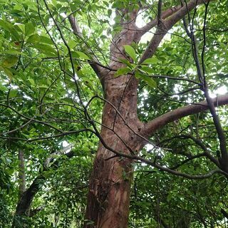 Yahoo!オークション - □深谷徹作 油彩 ６号 画題