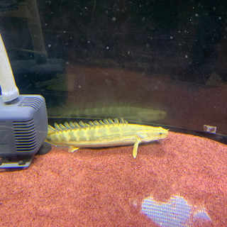 大型魚、古代魚、ビキールビキール 【公式通販】