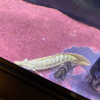 大型魚、古代魚、ビキールビキール 【公式通販】