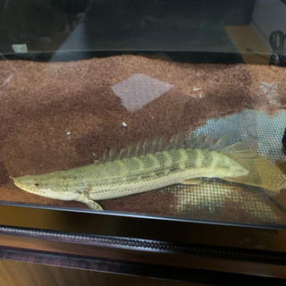 その他 大型魚、古代魚、ビキールビキール