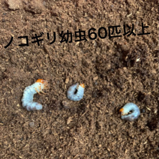 【ネット決済・配送可】ノコギリクワガタ幼虫60匹以上セット！