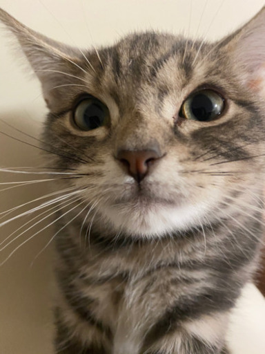 可愛いアメリカンショートヘアの子猫 ある 青葉台の猫の里親募集 ジモティー