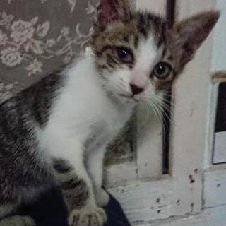 急募😺😺可愛い兄妹の保護子猫2匹里親さん募集🙇 − 沖縄県