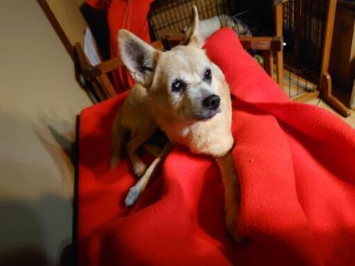 島根県出雲市多頭飼育崩壊現場からレスキュー二匹 蓮 動物愛護個人ボラ 白塚のその他の里親募集 ジモティー