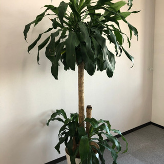 【ネット決済】幸福の木　180cm  観葉植物