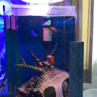 水槽、アクリルケース、特注、テラリウム  、アクアリウム 、熱帯魚、海水魚、ベタ、リフジウム 水槽、アクリルケース、特注、テラリウム 、アクアリウム 、熱帯魚