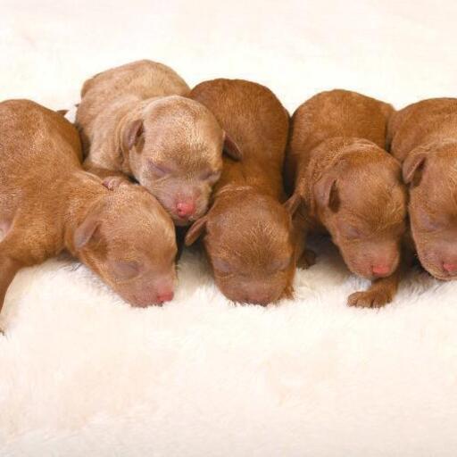 プードル仔犬５匹産まれました アンジュ 前橋の犬の無料広告 無料掲載の掲示板 ジモティー