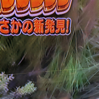 2017年式 55インチ大画面 ハイセンス難あり