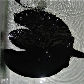 漆黒　スティングレーサークル♂ 漆黒 スティングレーサークル♂