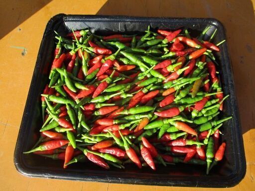 売却済み 超辛いタイの唐辛子手渡しのみ ソムタム 治良門橋の食品の中古あげます 譲ります ジモティーで不用品の処分 売却済み 超辛いタイの唐辛子手渡しのみ ソムタム 治良門橋の食品の中古あげます 譲ります ジモティーで不用品の処分