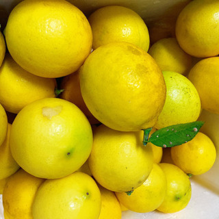 国産無農薬レモン　3キロ