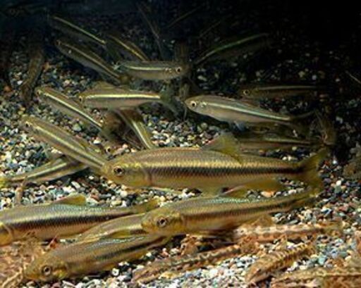 川魚 雑魚譲ってください Arkpet 町田の買いたい くださいの助け合い ジモティー