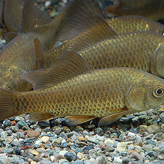 川魚 雑魚譲ってください Arkpet 町田の買いたい くださいの助け合い ジモティー