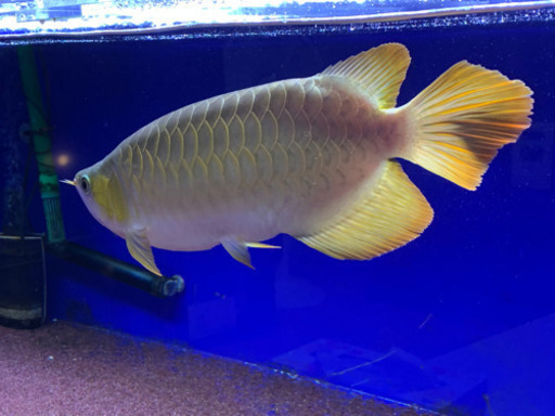 大型魚＋水槽セット