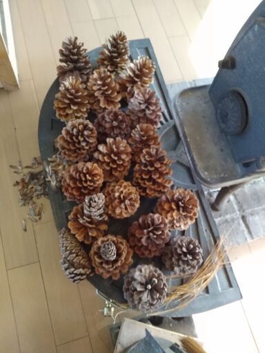大王松の松ぼっくり50個以上 種子 ダイオウマツlongleaf Pine Cones长叶松的松果 ｍａｓａ 羽生の年中行事用品 クリスマス の中古あげます 譲ります ジモティーで不用品の処分