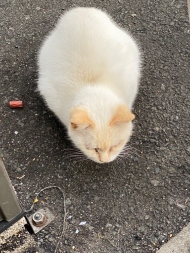 寒空の下、かわいそうな猫ちゃんです。 (あお) 宗像の猫の里親募集 