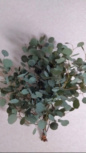 冬の為一時停止 観葉植物 ポポラス切り花リースにも ふまたん 鴻巣のその他の中古あげます 譲ります ジモティーで不用品の処分