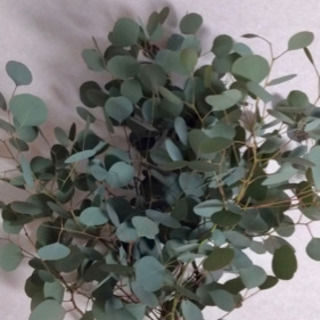 冬の為一時停止 観葉植物 ポポラス切り花リースにも ふまたん 鴻巣のその他の中古あげます 譲ります ジモティーで不用品の処分